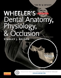 dental anatomy